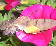 Picture of moth by Caroline Mason