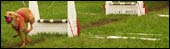 dog on flyball course