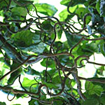 Corylus avallana contorta