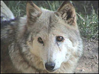 हिमालय पर पाए जाने वाला भेड़िया