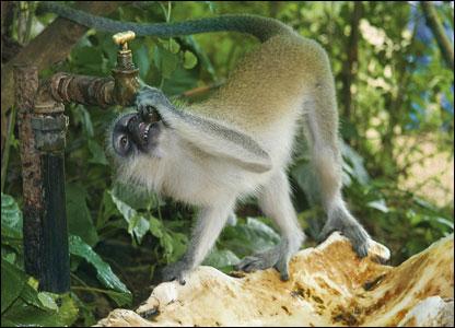 A monkey turns to a handy source of drinking water in the Haller Park on the Bamburi nature trail