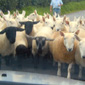 Rush hour traffic