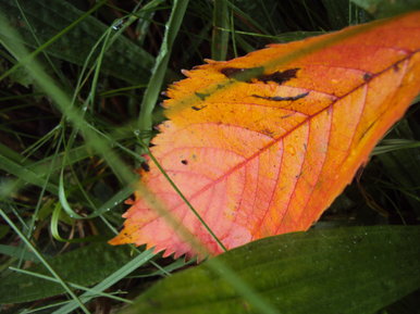 The Autumn Leaf