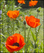 The Common Poppy is native to our region.