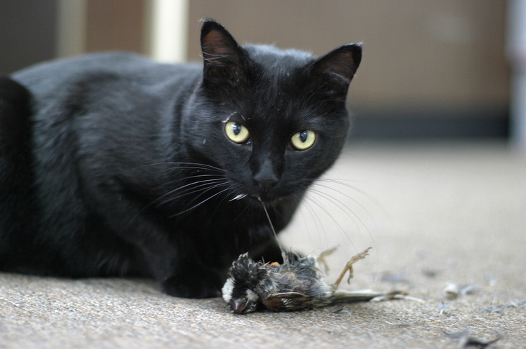 Cat eating a bird (image: Mark Marek Photography ©2007) 