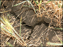 Засуха. Фото Укрінформ