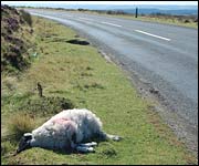 Dead sheep by the side of a moorland road
