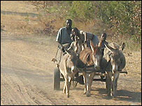 Jumentos na Namíbia