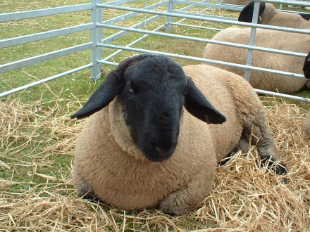 An Outstanding Suffolk Tup, Sanday Show 2007.