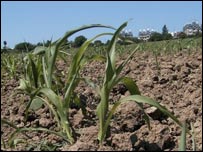 Lipsa apei nu este singura problemă cu care se confruntă agricultorii - culturile sunt afectate şi de dăunători