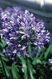 agapanthus-praecox