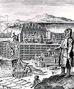 Fishing Stage Used in the Newfoundland Migratory Fishery