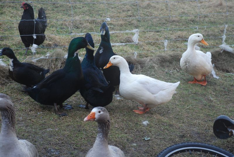 So lass.. Can I wack you hame the night ? I