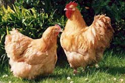 Image: pair of hens