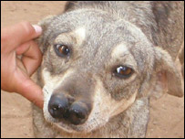 Bella, a mãe de Xingu, foi encontrada em 2005
