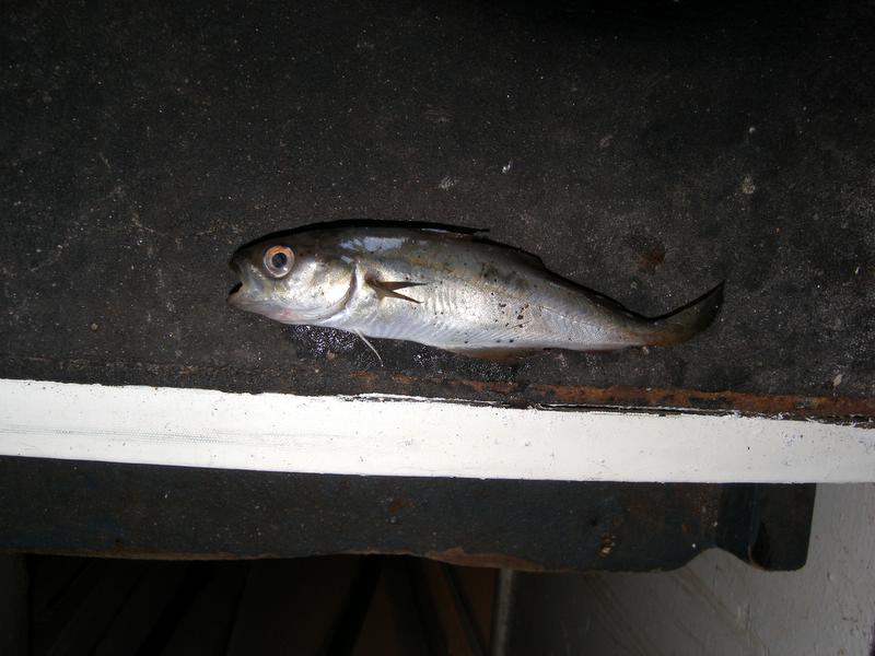 Poor ickle chicken fish...