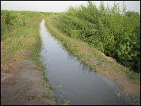 لہلہاتی فصلیں