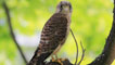 Young kestrel