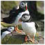 Rocky Coast Index (Image: Puffins)