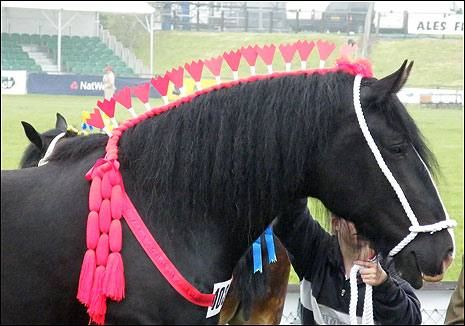 A horse in colourful regalia
