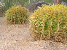 Xương rồng vàng