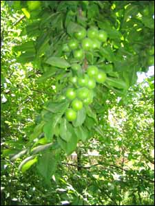 عکس از طاهره رجبی