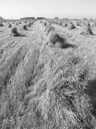 Corn stooks at Aird, Benbecula