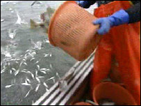 渔民被迫每年向北海倾倒数万吨死鱼