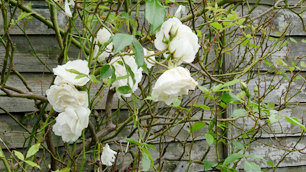 Tom's garden with climbing flowers