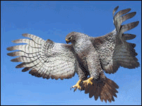 باشه ی بد گمان