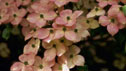 Cornus kousa 'Miss Satomi'