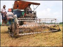Rice harvest in Thailand