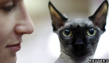 Sphynx cat