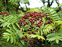Rowan Berries: Photo: WTPL/Peter Paice