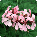 Pelargonium, grows a naturally straight stem.