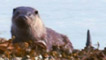 Otter