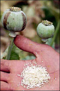 अफ़ीम पाउडर