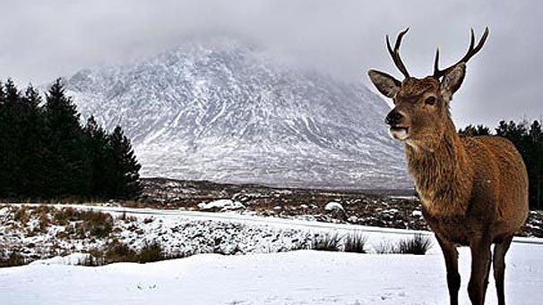 A stag in winter.