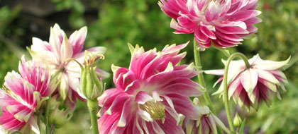 Have your say (image: double Aquilegia)