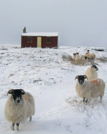 Blackface sheep stand in snow near a sheiling