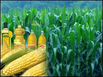 د جوارو پټى، جوار او غوړي