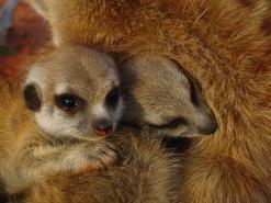 Baby Meerkats
