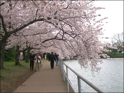 عکس از مرسده شیخ 