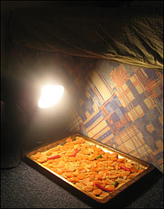 Sưởi dưa bằng đèn bàn