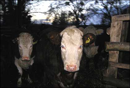 Cattle at Arrow Mill Farm in Eardisland