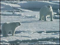 خرس های قطبی