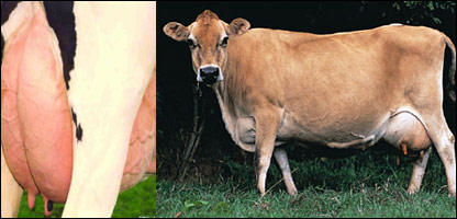 بيماری پستان در گاو ها