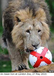 Lion with ball containing meat treats