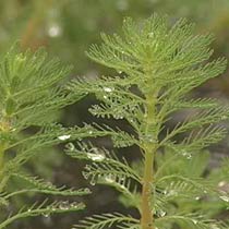 Myriophyllum aquaticum