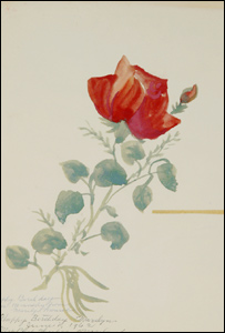 مارلن منرو کی لال گلاب کی تصویر